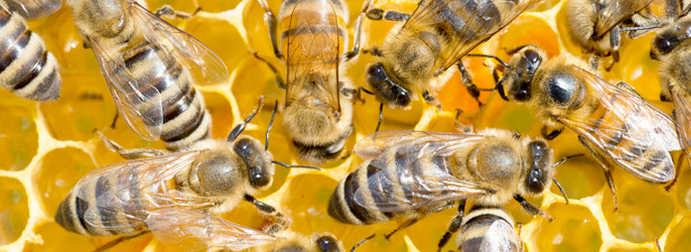 How Do Bees Communicate - Mann Lake Bee & Ag Supply