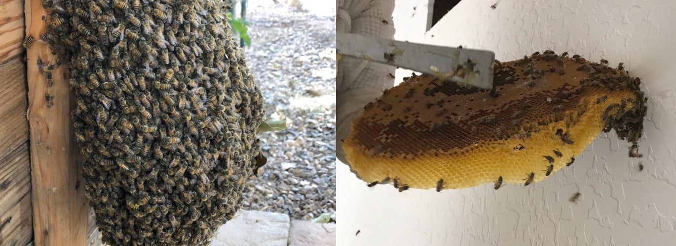 Relocate, not exterminate bees! Phoenix, Arizona AZ Queen Bee