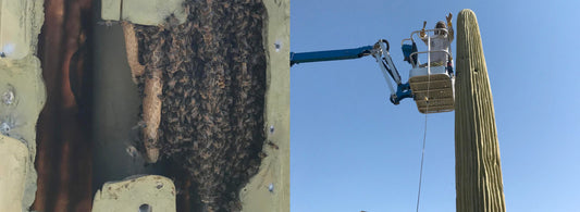 Bee removal vs extermination