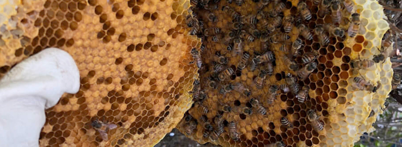 What Is A Beehive Made Of? How Bees Make Their Hive - Az Queen Bee